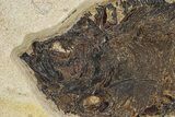 Large, Fossil Fish (Diplomystus) - Green River Formation #292367-2